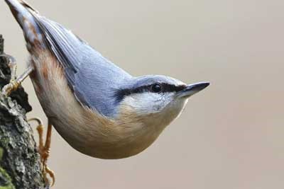 河南工业大学2025年本科在河南录取分数线【含国家专项、地方专项】